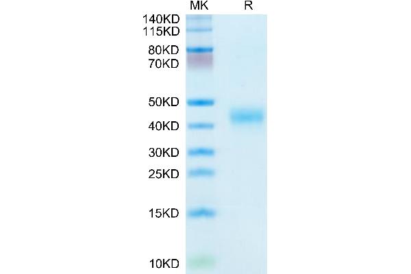 Kallikrein 5 Protein (KLK5) (AA 23-293) (His tag)
