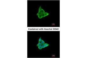 ICC/IF Image Immunofluorescence analysis of paraformaldehyde-fixed A431, using CIS, antibody at 1:200 dilution. (CISH antibody  (C-Term))