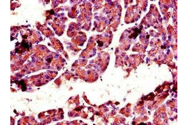 Chymotrypsin antibody  (AA 90-220)