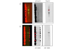 Comparison of blocking buffer on multiplex fluorescent detection of pStat3 and Stat3. (Blocking Buffer for Fluorescent Western Blotting)