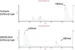 Activity Assay (AcA) image for Lysine (K)-Specific Demethylase 3B (KDM3B) protein (DYKDDDDK Tag) (ABIN2669679)