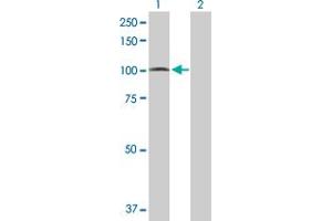 Western Blot analysis of PCDHGA5 expression in transfected 293T cell line by PCDHGA5 MaxPab polyclonal antibody. (PCDHGA5 antibody  (AA 1-813))