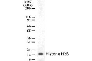 Histone H2B pAb tested by Western blot. (Histone H2B antibody  (AA 111-125))