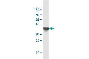 Western Blot detection against Immunogen (36. (Nhs antibody  (AA 1532-1629))