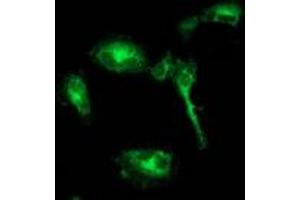 Anti-BECN1 mouse monoclonal antibody (ABIN2454375) immunofluorescent staining of COS7 cells transiently transfected by pCMV6-ENTRY BECN1 (RC201629). (Beclin 1 antibody)