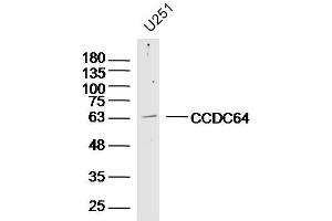 U251 lysates probed with CCDC64 Polyclonal Antibody, Unconjugated  at 1:300 dilution and 4˚C overnight incubation. (CCDC64 antibody  (AA 401-500))
