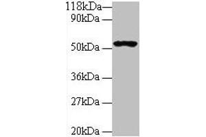 Western blot All lanes: GLP1R antibody at 2 μg/mL + 293T whole cell lysate Secondary Goat polyclonal to rabbit IgG at 1/10000 dilution Predicted band size: 54 kDa Observed band size: 54 kDa (GLP1R antibody  (AA 24-145))