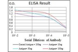 ELISA image for anti-Yes-Associated Protein 1 (YAP1) antibody (ABIN1109527) (YAP1 antibody)