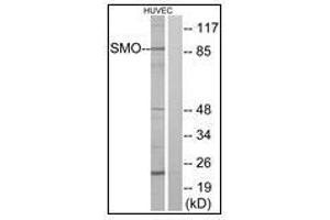 Western blot analysis of extracts from HuvEc cells, using SMO Antibody. (SMO antibody  (N-Term))