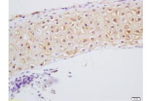 Formalin-fixed and paraffin embedded bone of mouse embryo labeled with Anti-DSPP Polyclonal Antibody, Unconjugated (ABIN1386864) at 1:200 followed by conjugation to the secondary antibody and DAB staining (DSPP antibody)