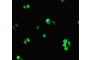 Immunofluorescent analysis of HepG2 cells using ABIN7164738 at dilution of 1:100 and Alexa Fluor 488-congugated AffiniPure Goat Anti-Rabbit IgG(H+L) (PCNA antibody  (AA 1-261))