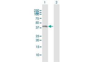 Western Blot analysis of ASRGL1 expression in transfected 293T cell line by ASRGL1 MaxPab polyclonal antibody. (ASRGL1 antibody  (AA 1-308))
