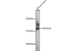 Western blot analysis of extracts of Mouse heart, using DROSHA Rabbit pAb (ABIN6134822, ABIN6139823, ABIN6139824 and ABIN6224361) at 1:500 dilution. (DROSHA antibody  (AA 1-100))
