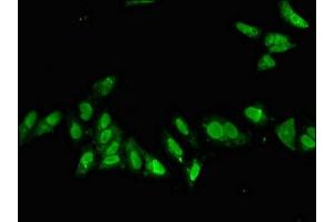 Immunofluorescence (IF) image for anti-Caudal Type Homeobox 1 (CDX1) (AA 206-245) antibody (ABIN7155657)