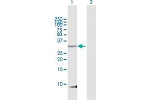 Western Blot analysis of PENK expression in transfected 293T cell line by PENK MaxPab polyclonal antibody. (Enkephalin antibody  (AA 1-267))