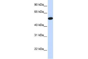 CEACAM16 antibody used at 1 ug/ml to detect target protein. (CEACAM16 antibody  (Middle Region))