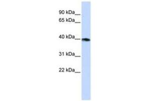 Image no. 1 for anti-Guanine Nucleotide Binding Protein (G Protein), alpha Z Polypeptide (GNaZ) (AA 72-121) antibody (ABIN6740745) (GNaZ antibody  (AA 72-121))
