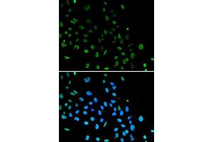 Immunofluorescence analysis of A549 cells using XRCC5 antibody. (XRCC5 antibody  (AA 543-732))