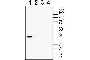 Western blot analysis of rat brain lysate (lanes 1 and 3) and mouse brain lysate (lanes 2 and 4):1-2. (Ephrin B2 antibody  (Extracellular))