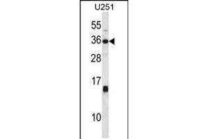Western blot analysis in U251 cell line lysates (35ug/lane). (Stanniocalcin 1 antibody  (C-Term))