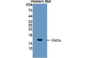 Western blot analysis of the recombinant protein. (TRX2 antibody  (AA 60-166))