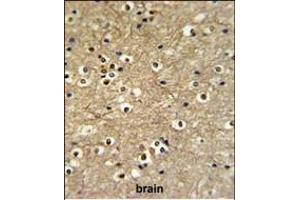 ETS2 Antibody (Center) (ABIN653803 and ABIN2843080) IHC analysis in formalin fixed and paraffin embedded brain tissue followed by peroxidase conjugation of the secondary antibody and DAB staining. (ETS2 antibody  (AA 146-173))