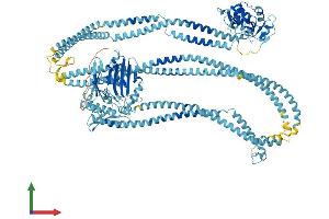 AlphaFold protein structure predicition of Human Recombinant SMC2 Protein, UniprotID O95347