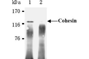 Western Blotting (WB) image for anti-RAD21 Homolog (RAD21) (AA 544-631), (C-Term) antibody (ABIN567792) (RAD21 antibody  (C-Term))