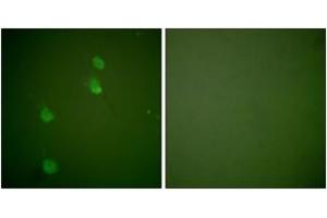 Immunofluorescence analysis of NIH-3T3 cells, using Cullin 2 Antibody. (Cullin 2 antibody  (AA 696-745))