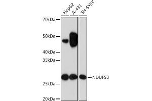 Western blot analysis of extracts of various cell lines, using NDUFS3 Rabbit mAb (ABIN7268820) at 1:1000 dilution.