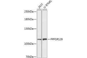 Western blot analysis of extracts of various cell lines, using PPP1R12B antibody (ABIN7269677) at 1:1000 dilution.