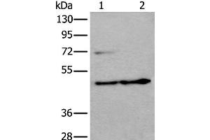 Western blot analysis of HEPG2 cell and Human testis tissue lysates using PRKAR2A Polyclonal Antibody at dilution of 1:550