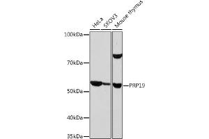 Western blot analysis of extracts of various cell lines, using PRP19 Rabbit mAb (ABIN7269505) at 1:1000 dilution. (PRP19 antibody)