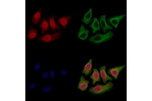 ABIN7094702 and ABIN7098753 staining Hela cells by IF/ICC. (SET/TAF-I antibody  (N-Term))