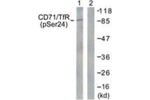 Western blot analysis of extracts from 293 cells treated with PMA 125ng/ml 30' , using CD71/TfR (Phospho-Ser24) Antibody.