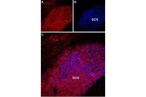 Expression of Melatonin receptor type 1A in rat supra-chiasmatic nucleusImmunohistochemical staining of rat supra-chiasmatic nucleus (SCN) with Anti-Melatonin Receptor 1A (MTNR1A) Antibody (ABIN7043326, ABIN7044599 and ABIN7044600). (Melatonin Receptor 1A (MTNR1A) Peptide)