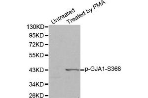 Western Blotting (WB) image for anti-Gap Junction Protein, alpha 1, 43kDa (GJA1) (pSer368) antibody (ABIN1870206) (Connexin 43/GJA1 antibody  (pSer368))