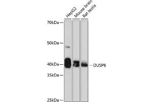 Western blot analysis of extracts of various cell lines, using DUSP6 Rabbit mAb (ABIN7266848) at 1:1000 dilution. (DUSP6 antibody)