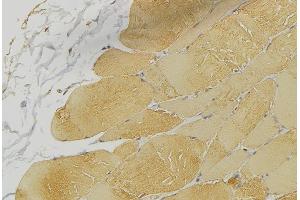 ABIN6269176 at 1/100 staining Mouse muscle tissue by IHC-P. (PTPN1 antibody  (N-Term))