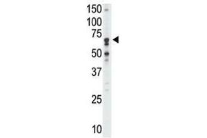 Image no. 1 for anti-Sialic Acid Binding Ig-Like Lectin 5 (SIGLEC5) (N-Term) antibody (ABIN357143) (SIGLEC5 antibody  (N-Term))