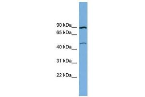 TMEM48 antibody used at 1 ug/ml to detect target protein.