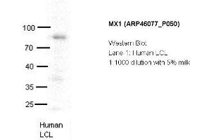 Image no. 2 for anti-Myxovirus Resistance Protein 1 (MX1) (C-Term) antibody (ABIN785323) (MX1 antibody  (C-Term))