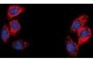 Immunofluorescent analysis of NPY5R staining in A549 cells. (NPY5R antibody)