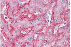 Human Liver (formalin-fixed, paraffin-embedded) stained with ENPP1 antibody ABIN337063 at 2. (ENPP1 antibody  (AA 915-925))