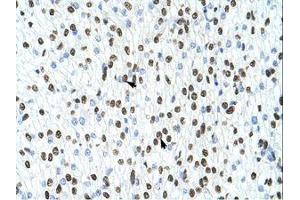Image no. 3 for anti-Heterogeneous Nuclear Ribonucleoprotein A1 (HNRNPA1) (N-Term) antibody (ABIN203055) (HNRNPA1 antibody  (N-Term))