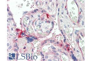 ABIN1590140 (5µg/ml) staining of paraffin embedded Human Placenta. (C7 antibody  (Internal Region))