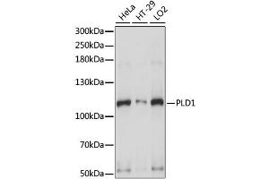 Western blot analysis of extracts of various cell lines, using PLD1 antibody. (PLD1 antibody)