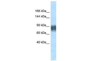 Western Blot showing Avil antibody used at a concentration of 1. (Advillin antibody  (N-Term))