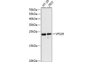 Western blot analysis of extracts of various cell lines, using VPS29 antibody (ABIN6130782, ABIN6150126, ABIN6150127 and ABIN6216963) at 1:3000 dilution. (VPS29 antibody  (AA 1-186))