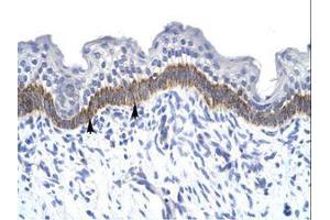 Image no. 1 for anti-14-3-3 eta (YWHAH) (AA 72-121) antibody (ABIN6735931) (14-3-3 eta antibody  (AA 72-121))